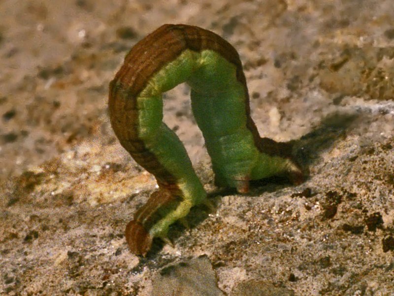 Bruco bicolore di Geometride (Lythria cruentaria)